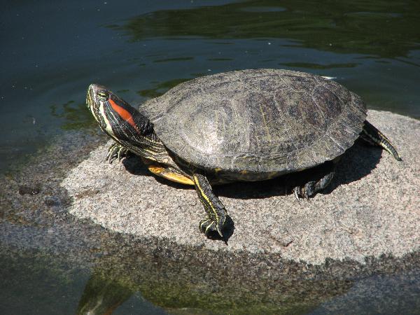Photo of Trachemys scripta by Rosemary Taylor